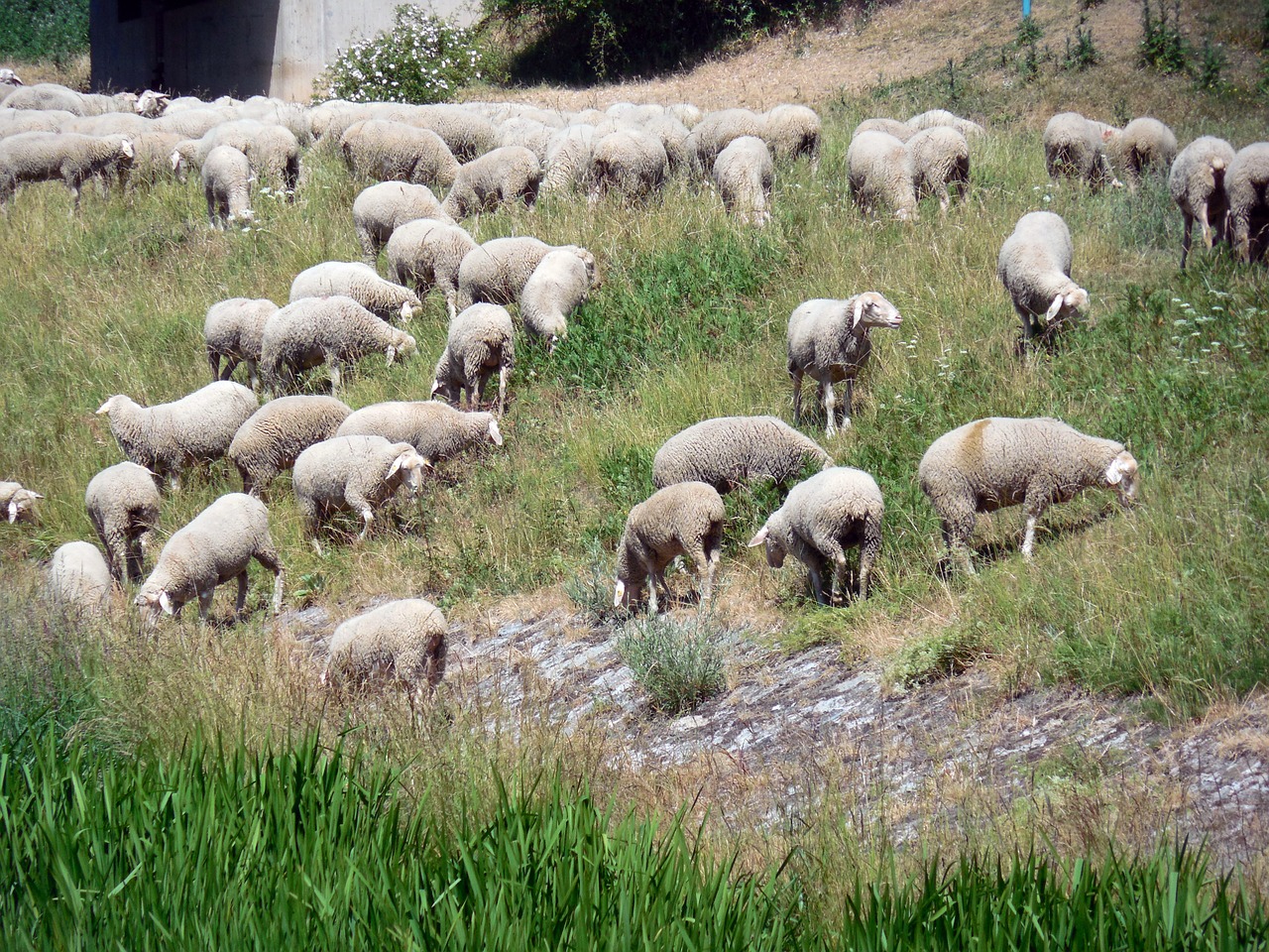 sheep flock flock of sheep free photo