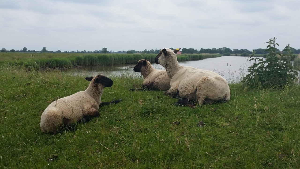 sheep east frisia lake free photo