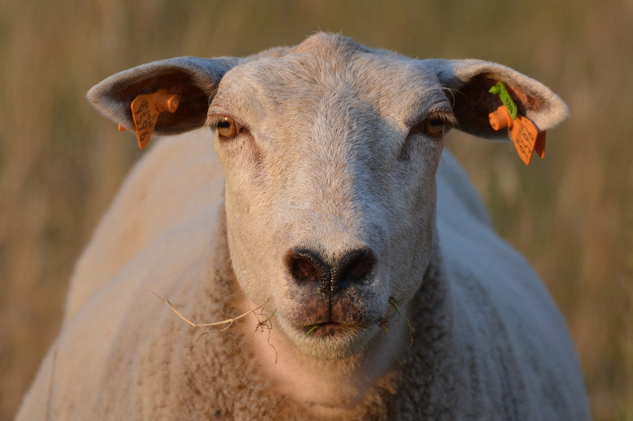 sheep animal mammal free photo