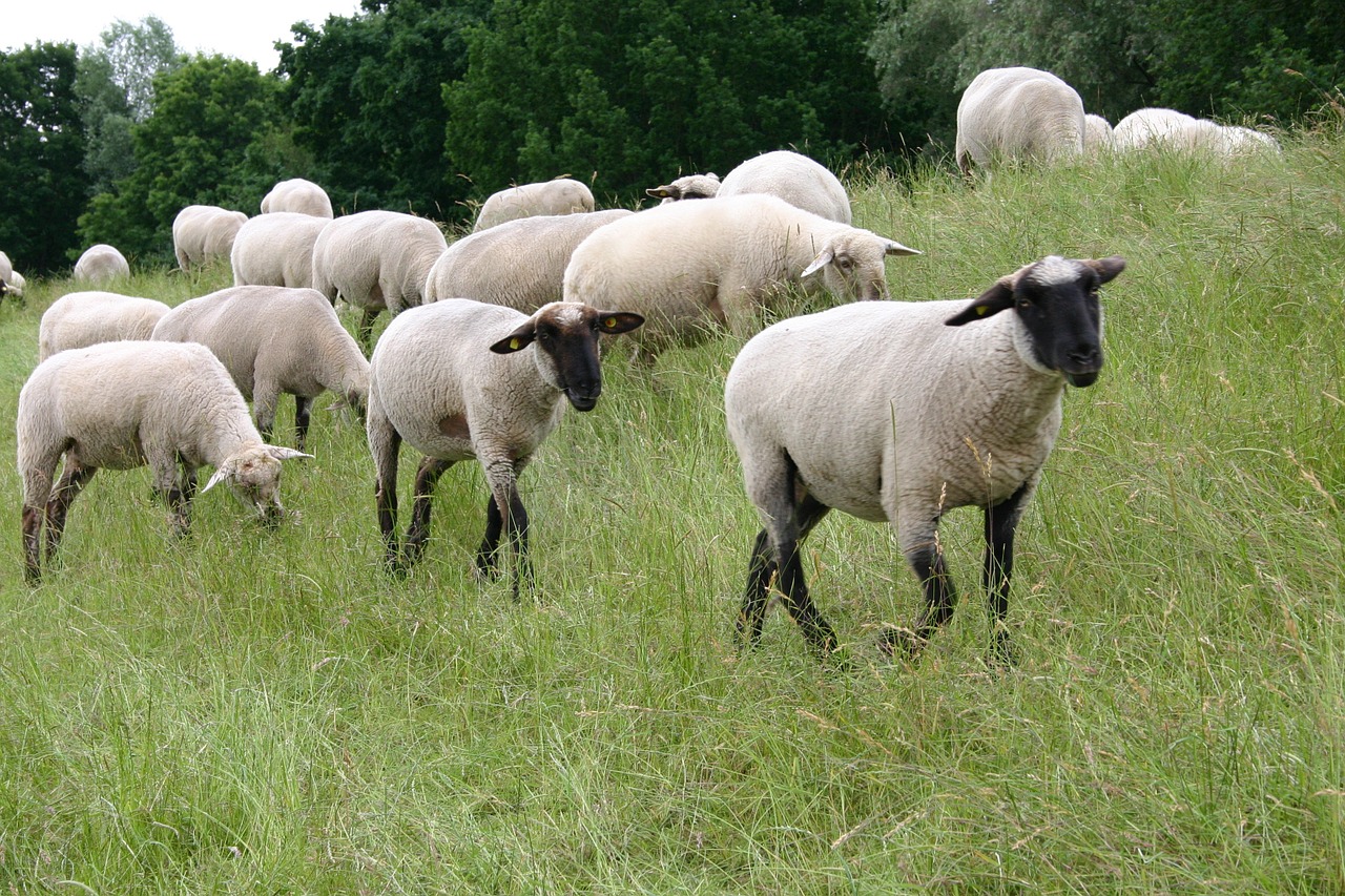 sheep animal livestock free photo