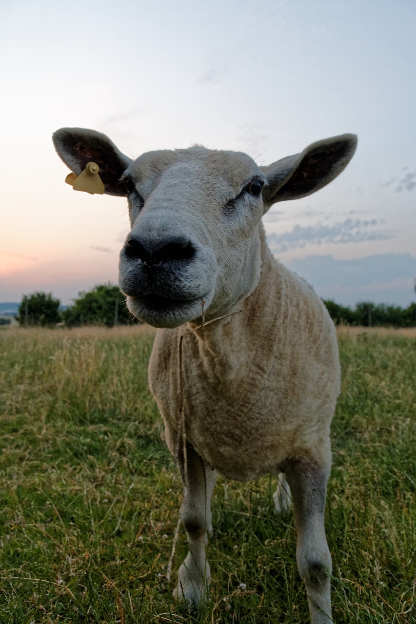 sheep meadow animal free photo