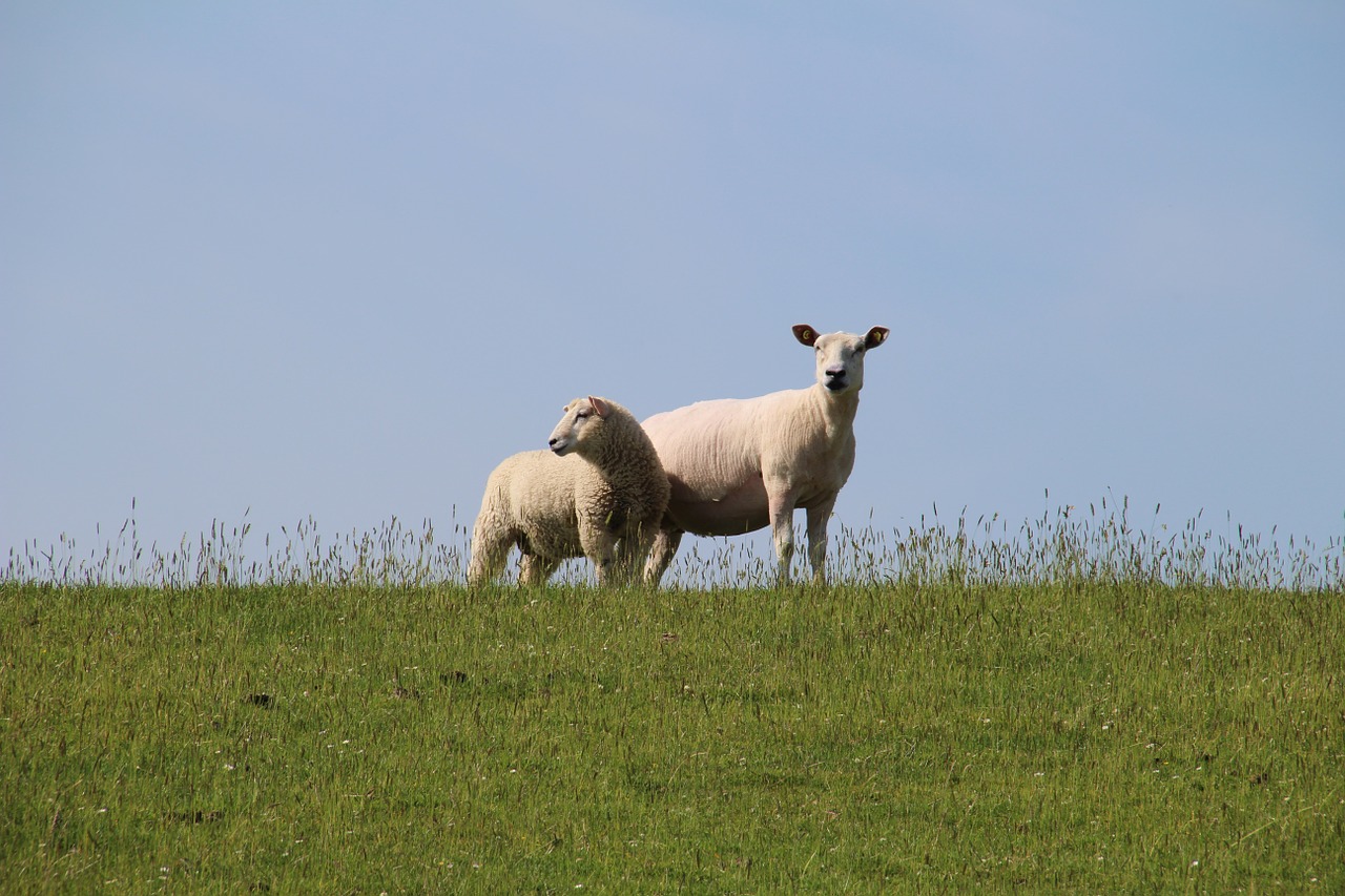 sheep nature animal free photo