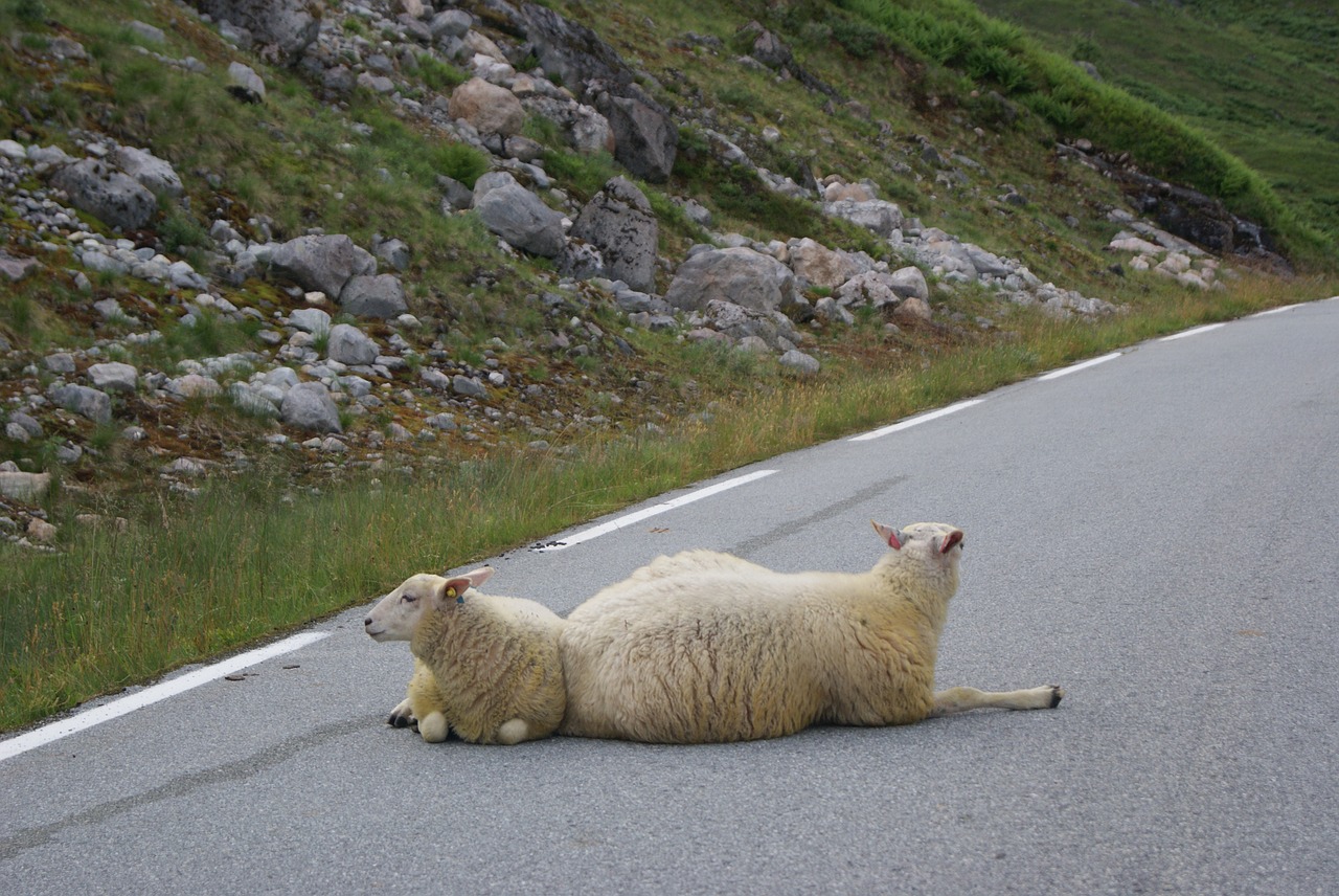 sheep path peaceful free photo