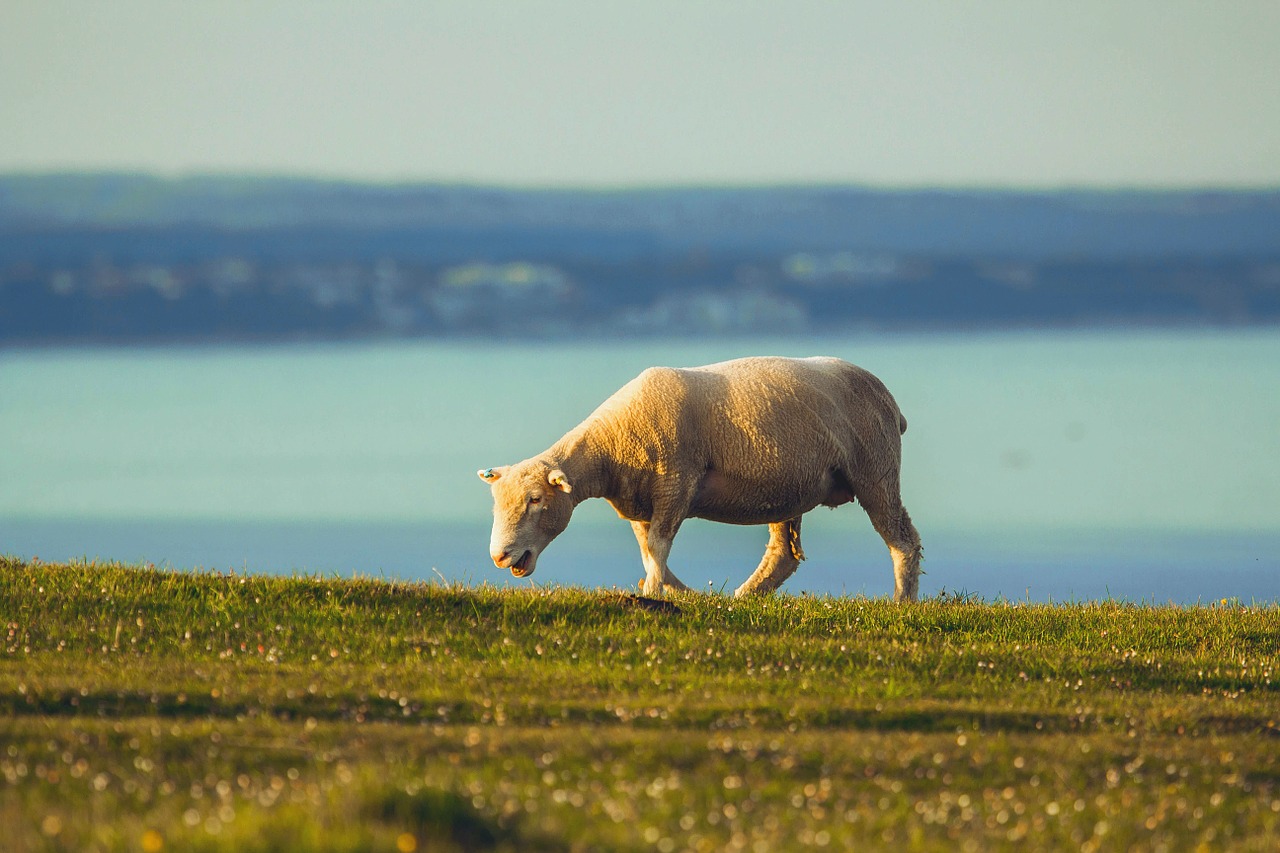 sheep ocean dorset free photo