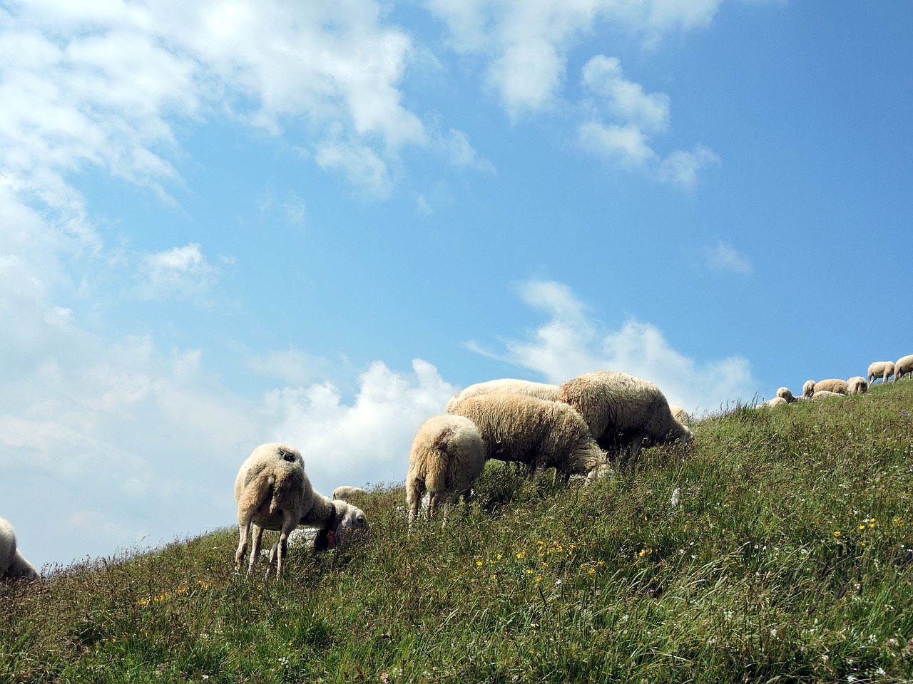 sheep green clouds free photo