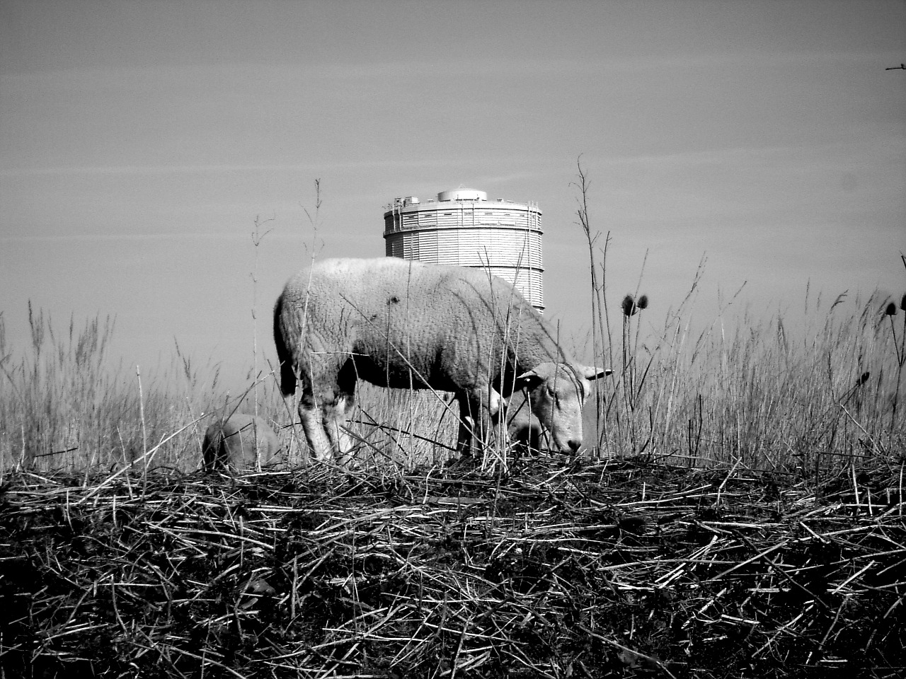 sheep water tower grass free photo