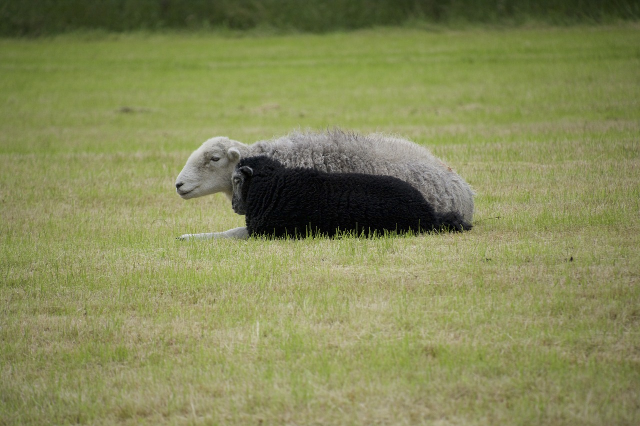 sheep black white free photo