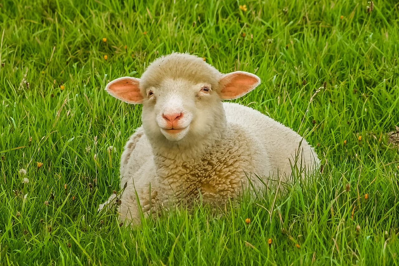 sheep animal priroda free photo