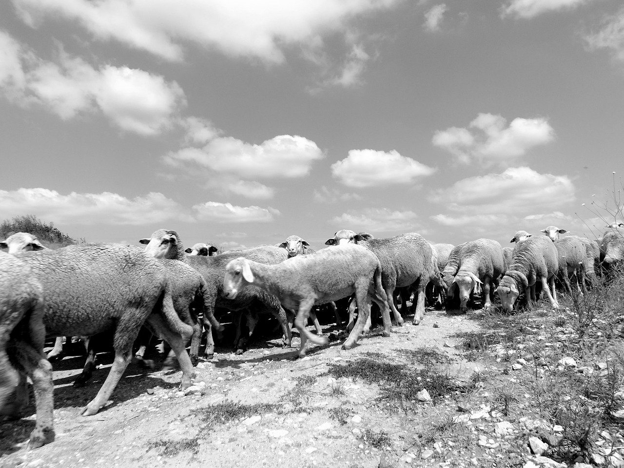 sheep the flock sky free photo