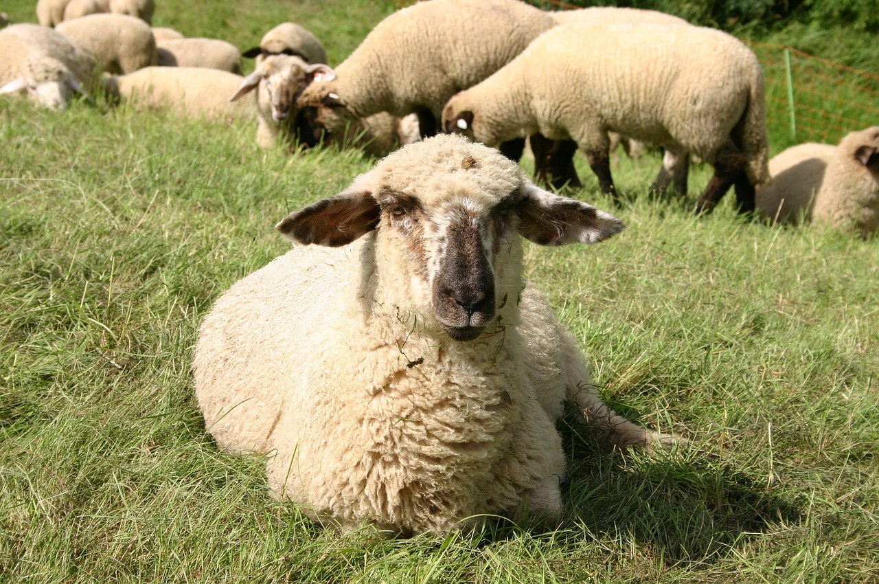 sheep animal break free photo