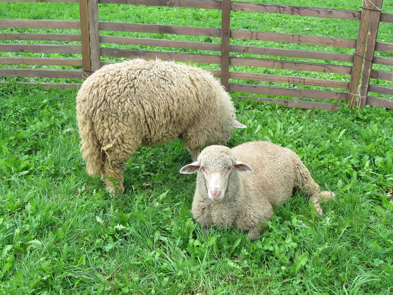 sheep pet animal free photo