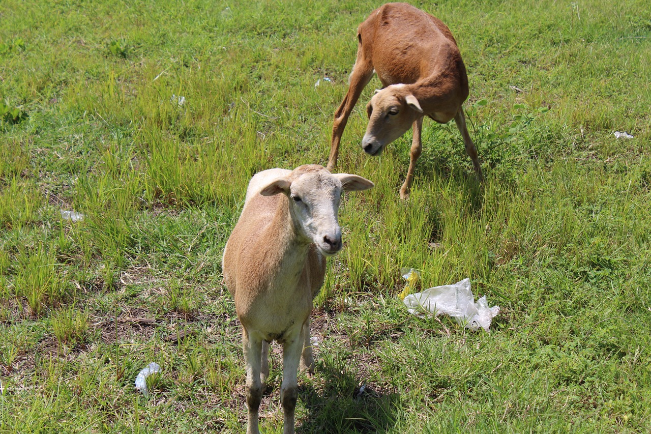 sheep grass lamb free photo