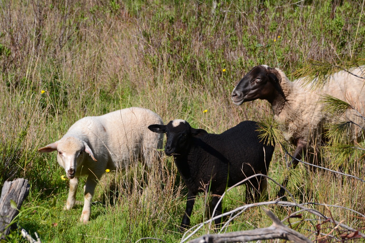 sheep lambs schäfchen free photo