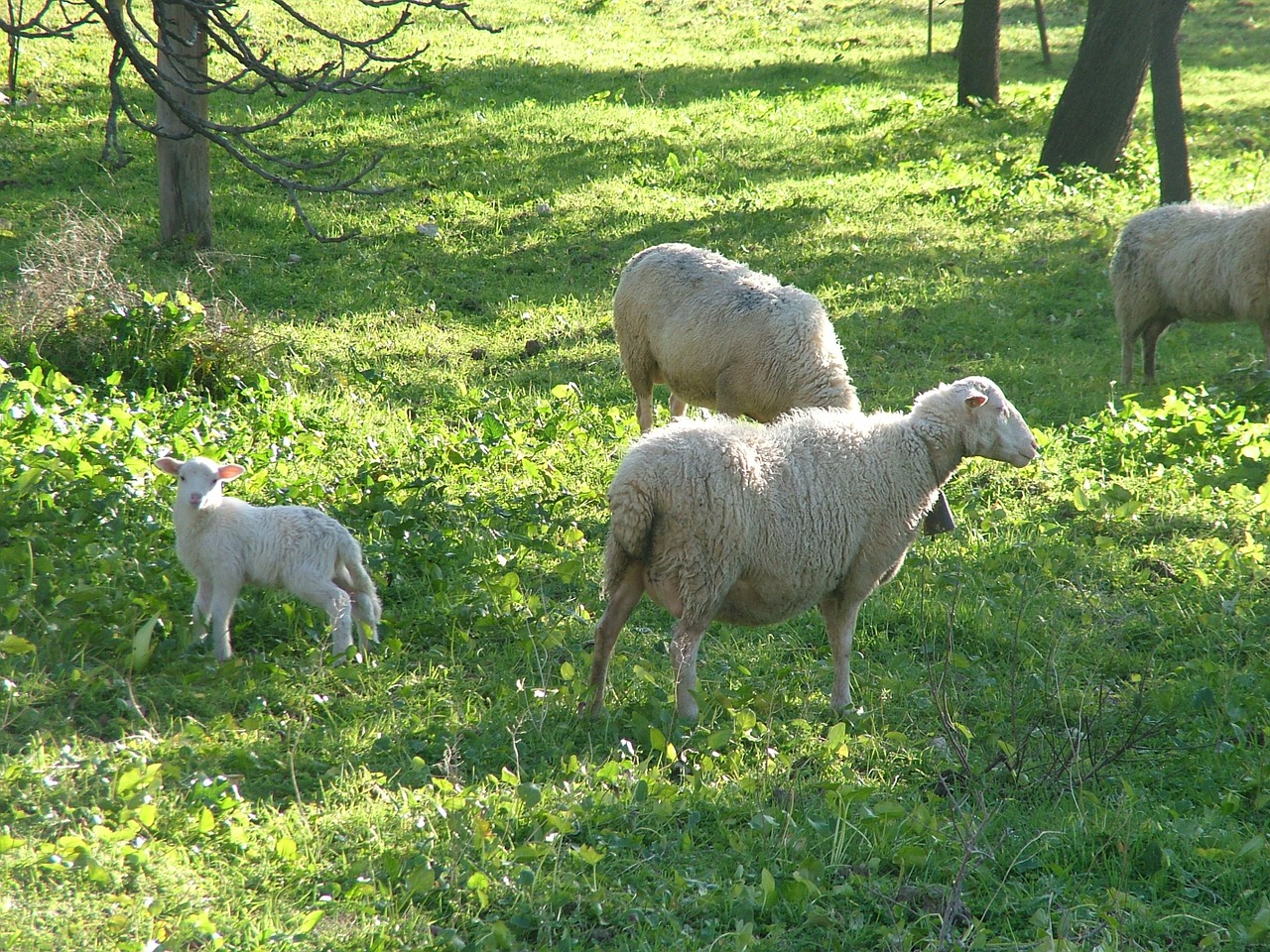 sheep nature free pictures free photo