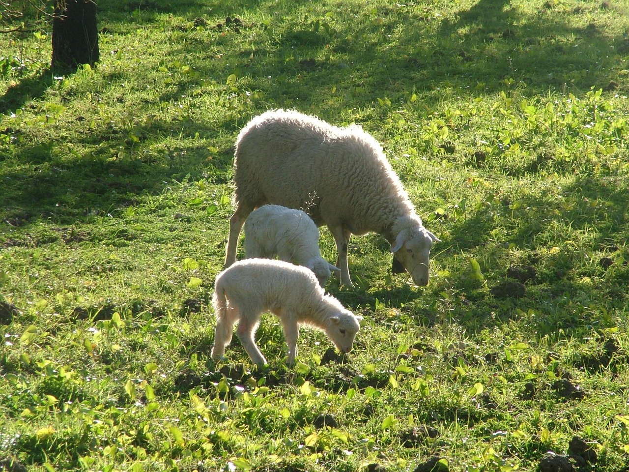 sheep nature free pictures free photo