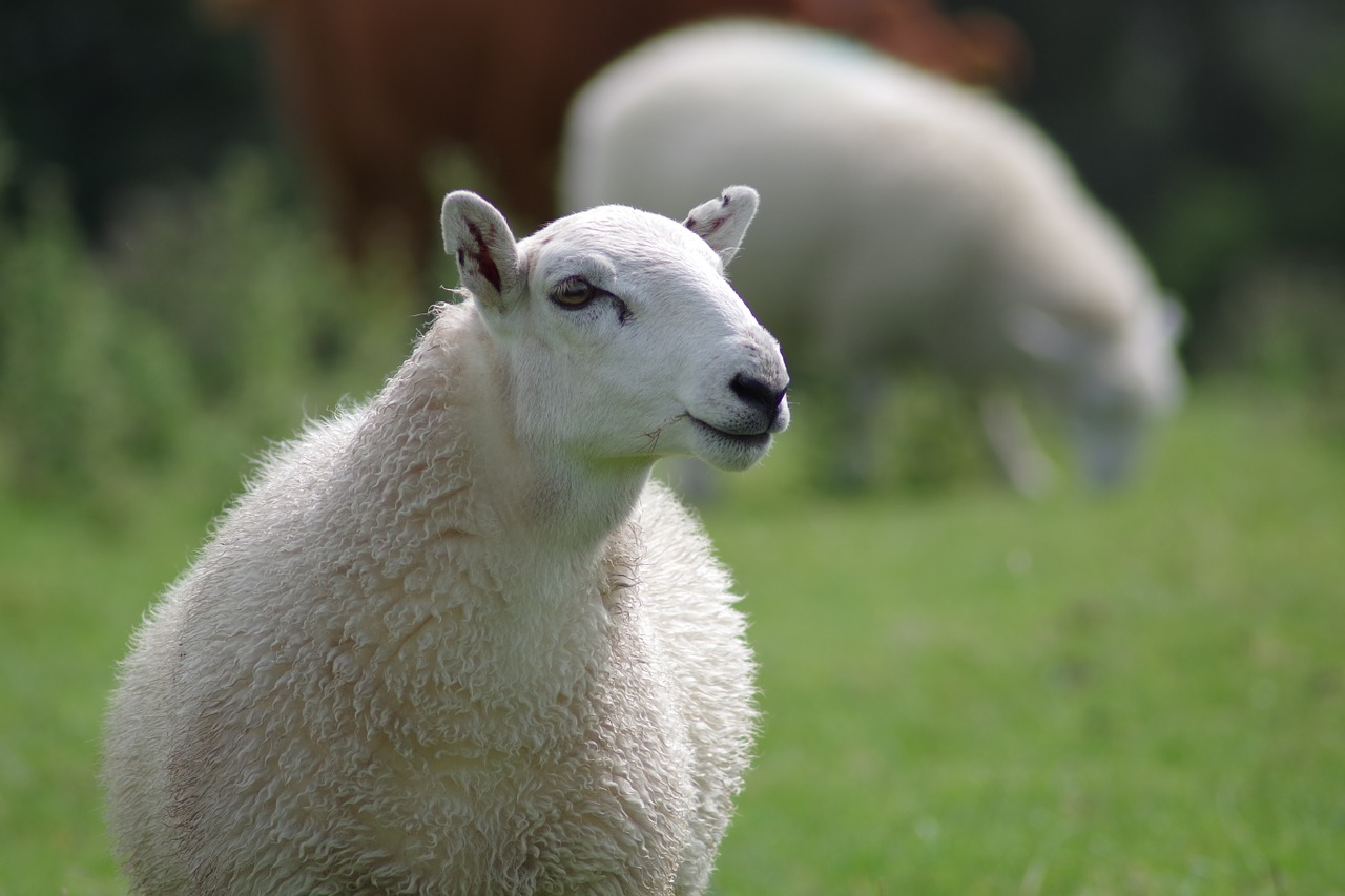 sheep ewe wool free photo