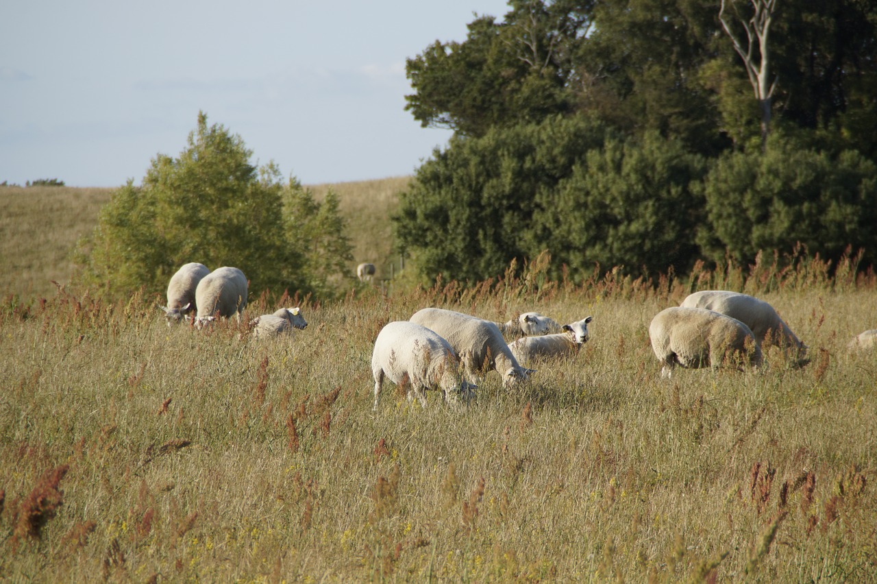 sheep sheep pasture graze free photo