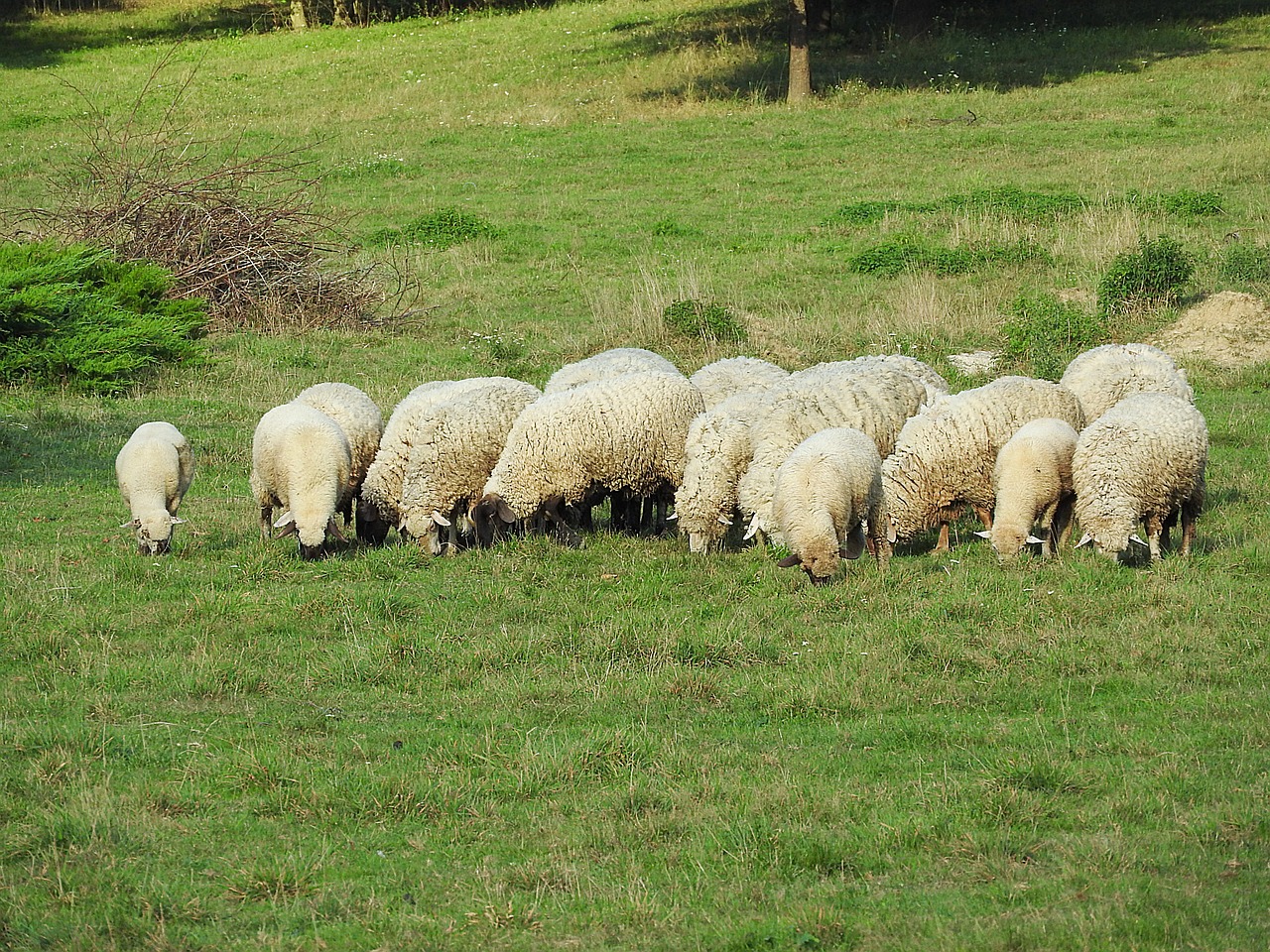 sheep livestock graze free photo