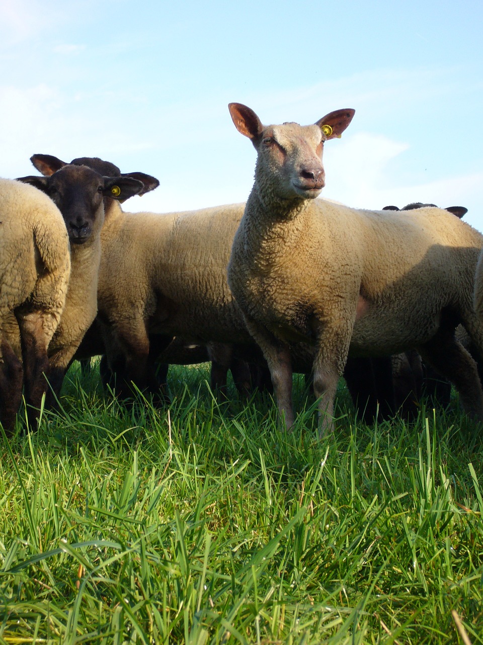 sheep animal field free photo