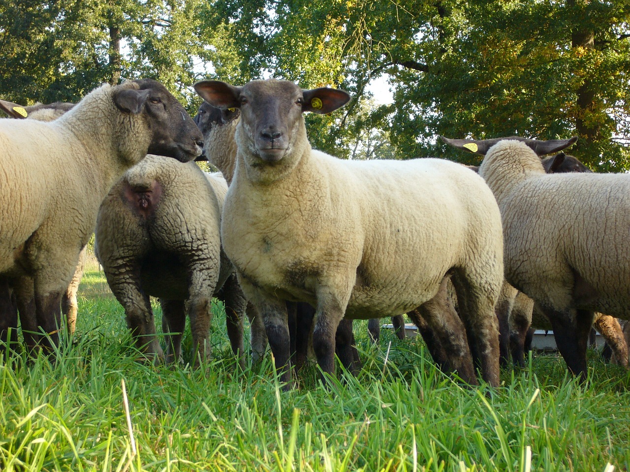 sheep herd herbage free photo