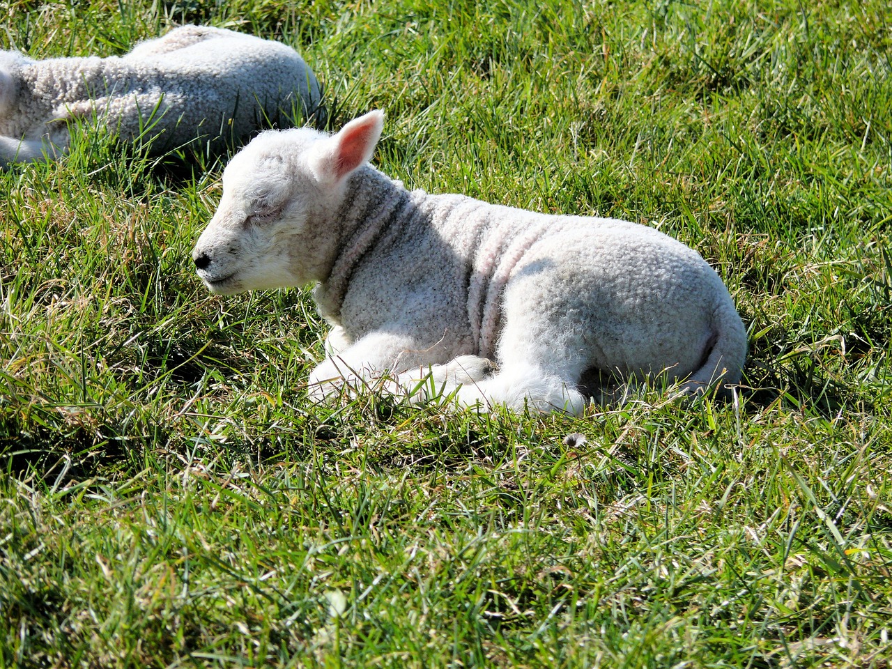 sheep nature lamb free photo