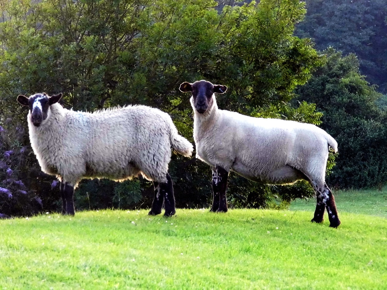 sheep wales livestock free photo