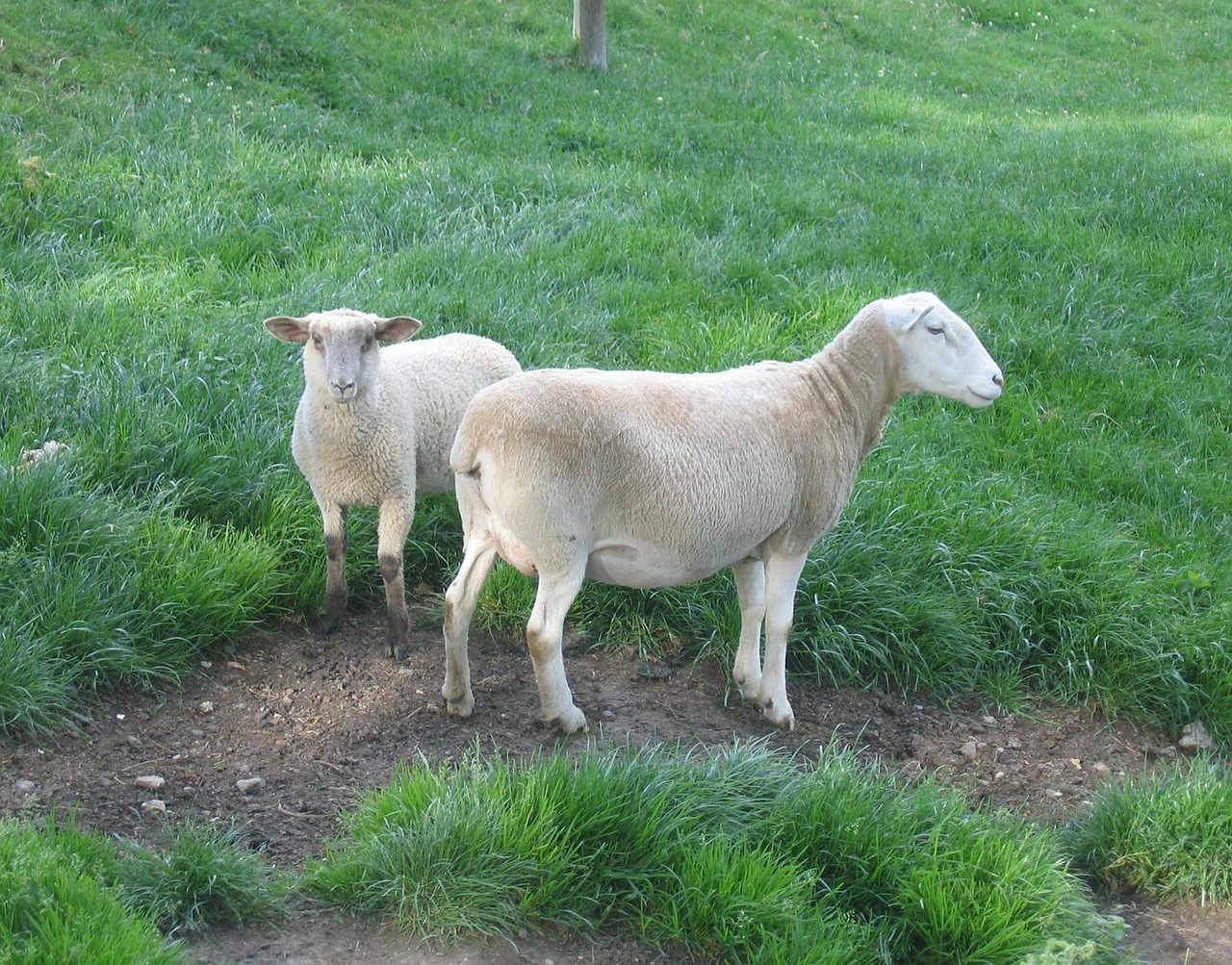 sheep animals grass free photo