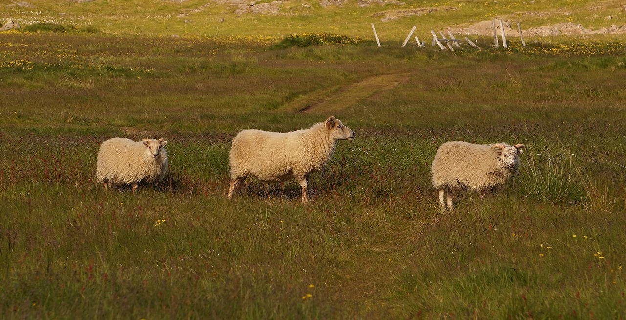 sheep highlands pasture free photo