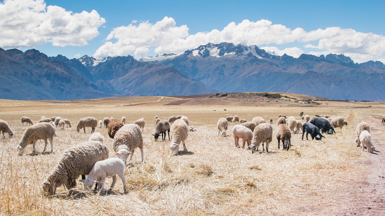 sheep herd farm free photo