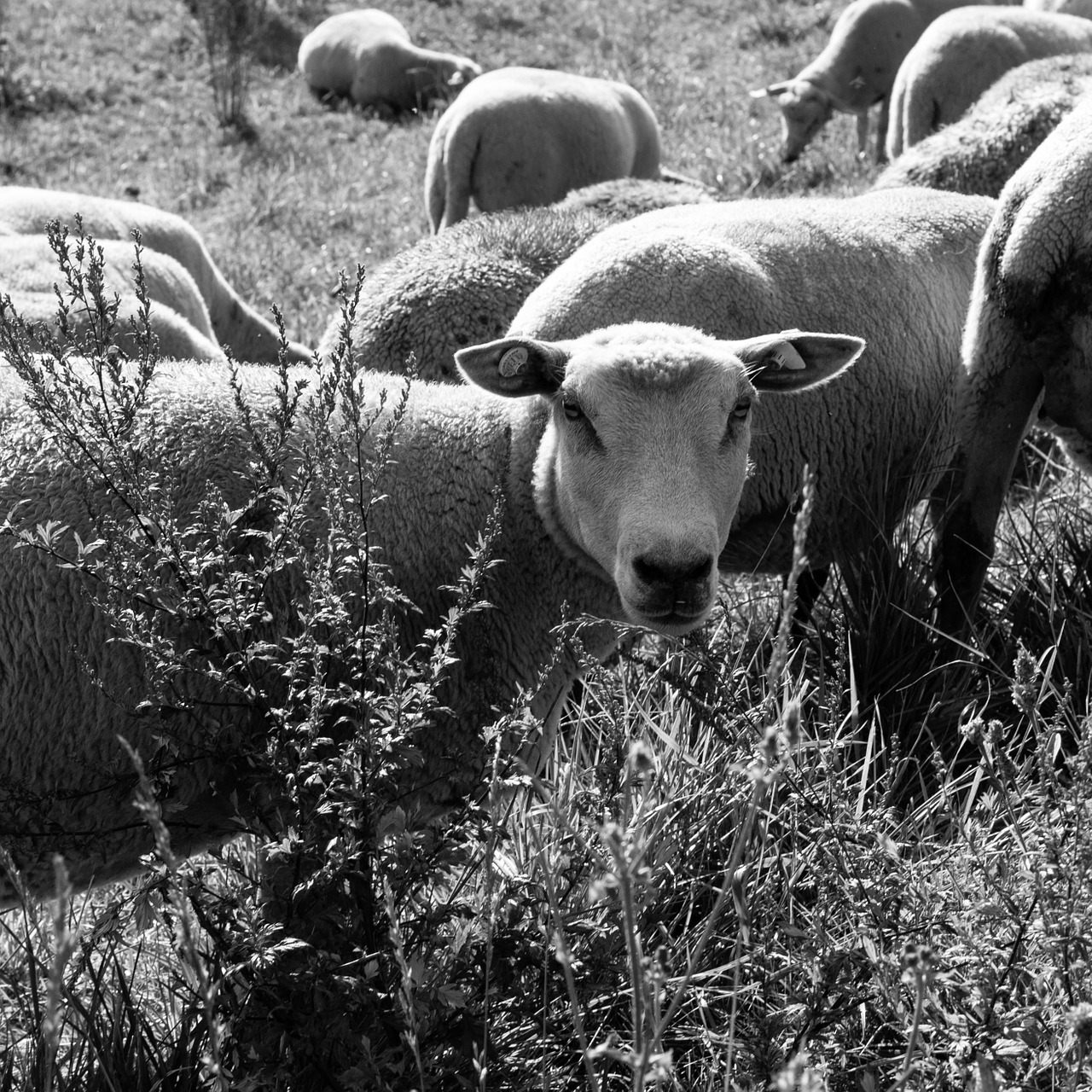 sheep graze eat free photo