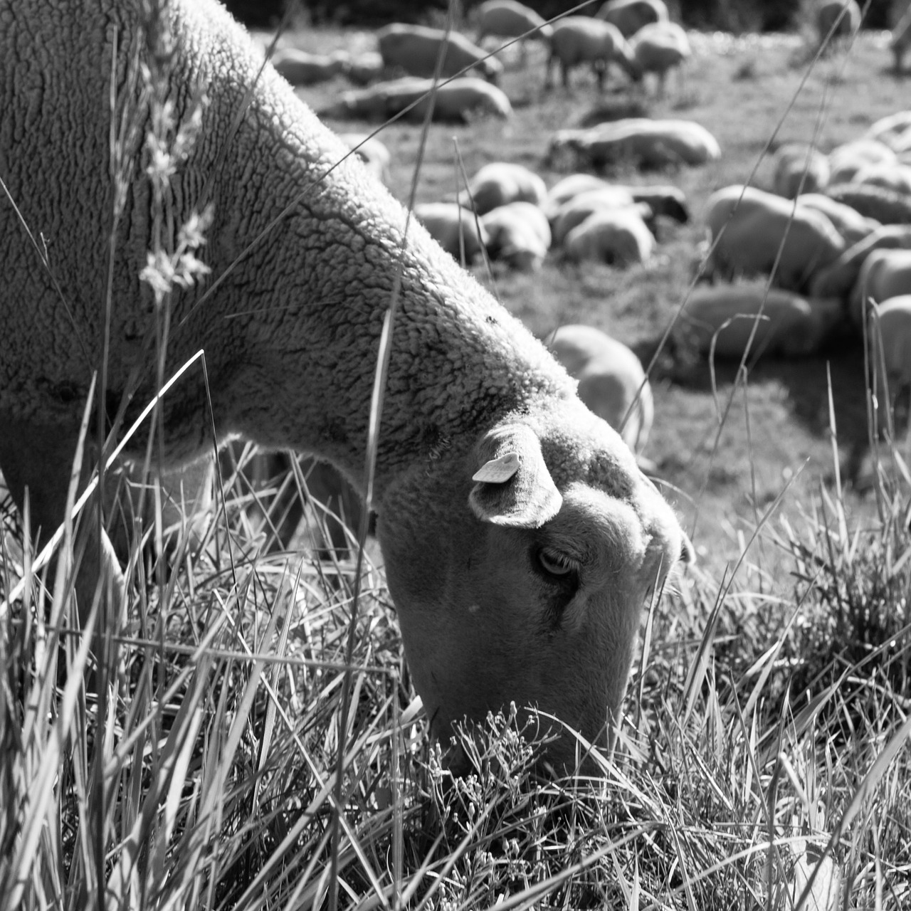 sheep graze eat free photo