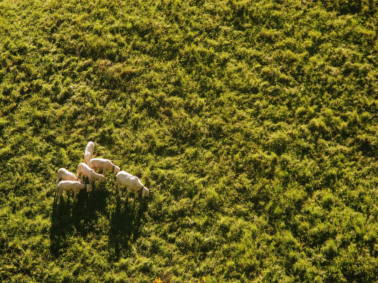 sheep meadow aerial view free photo