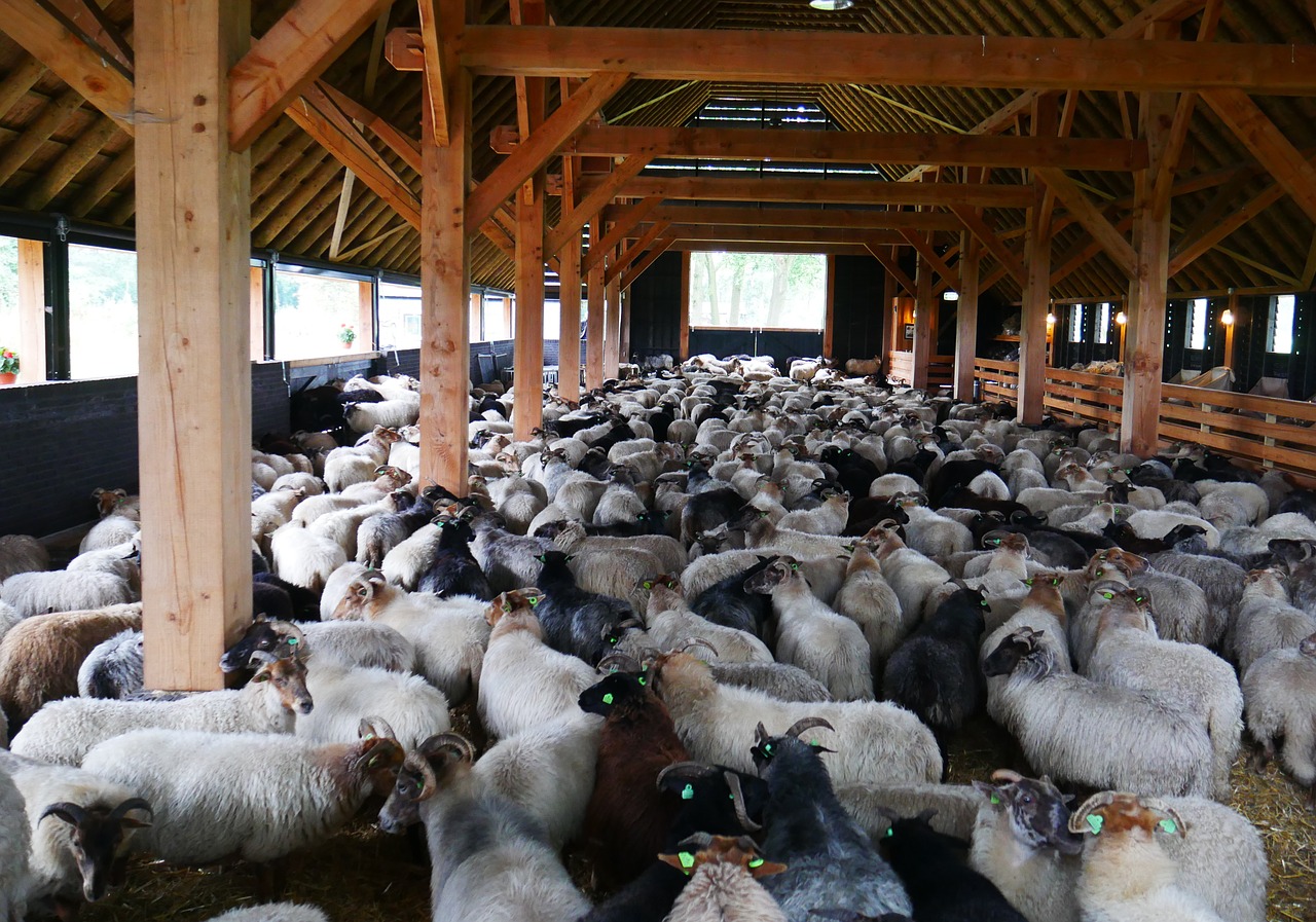 sheep black sheep stable free photo