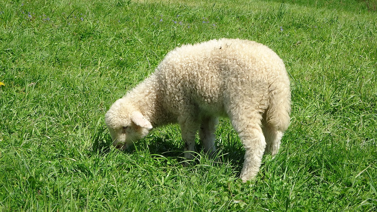 sheep poland grass free photo