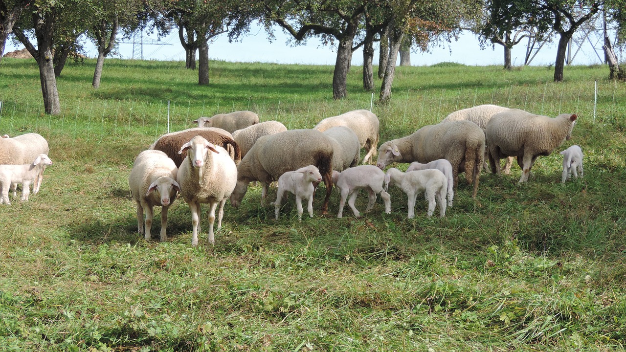 sheep flock of sheep pasture free photo