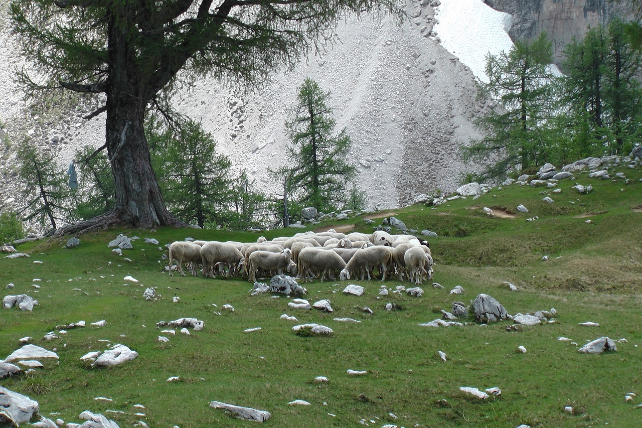 sheep mountain herd free photo