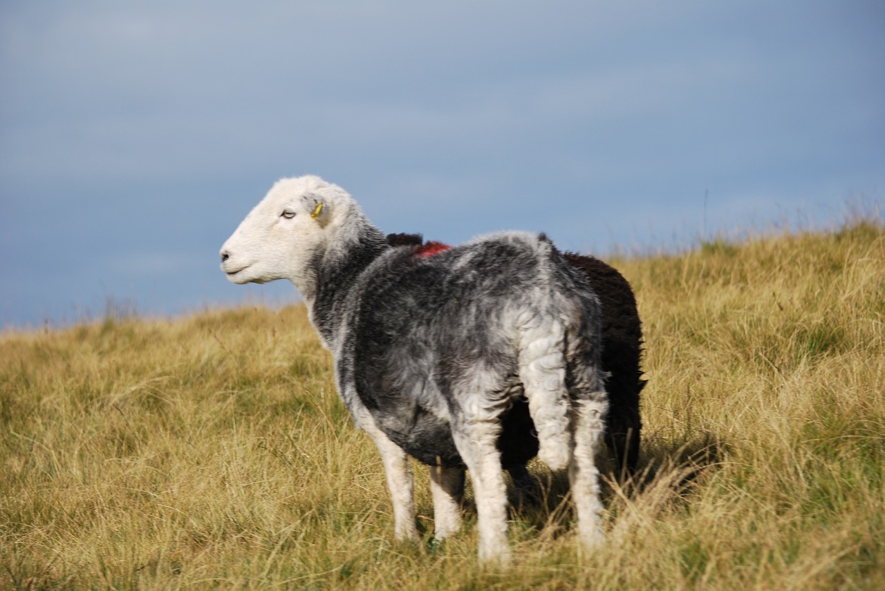 sheep mountain animal free photo