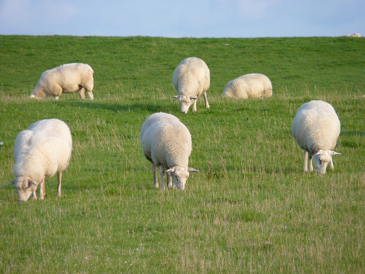 sheep dike north sea free photo