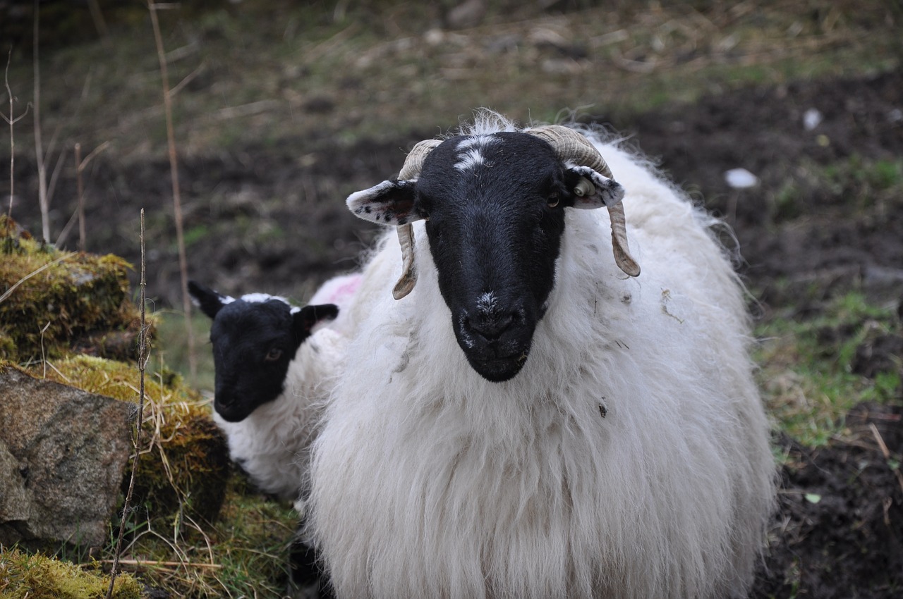 sheep lamb ireland free photo