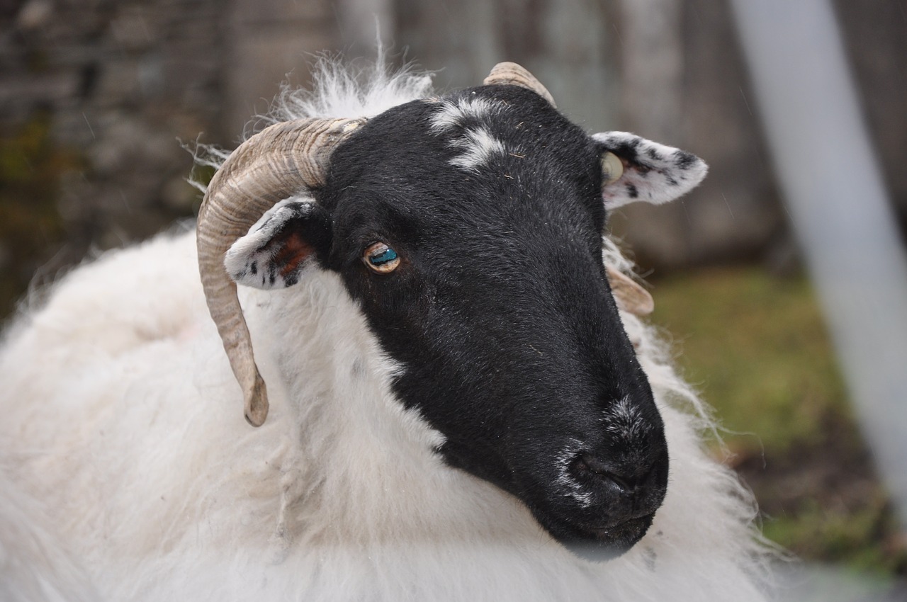 sheep ireland ewe free photo