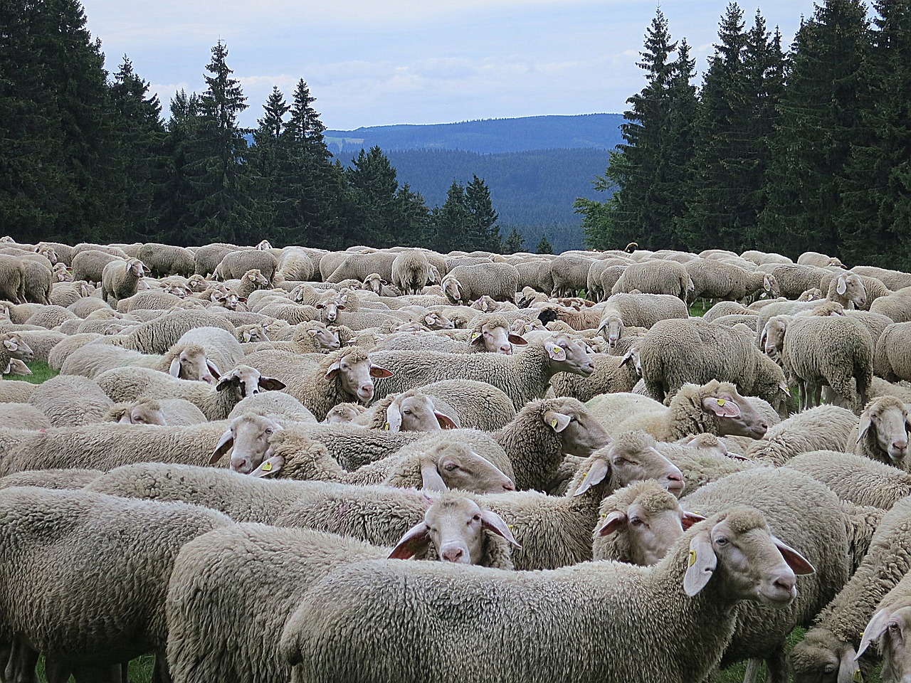 sheep flock flock of sheep free photo