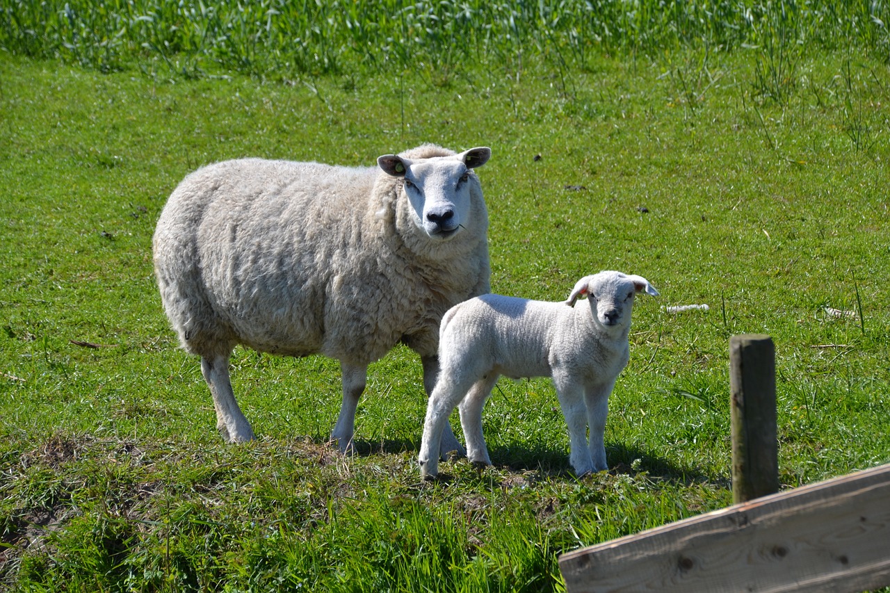 sheep lamb animal world free photo