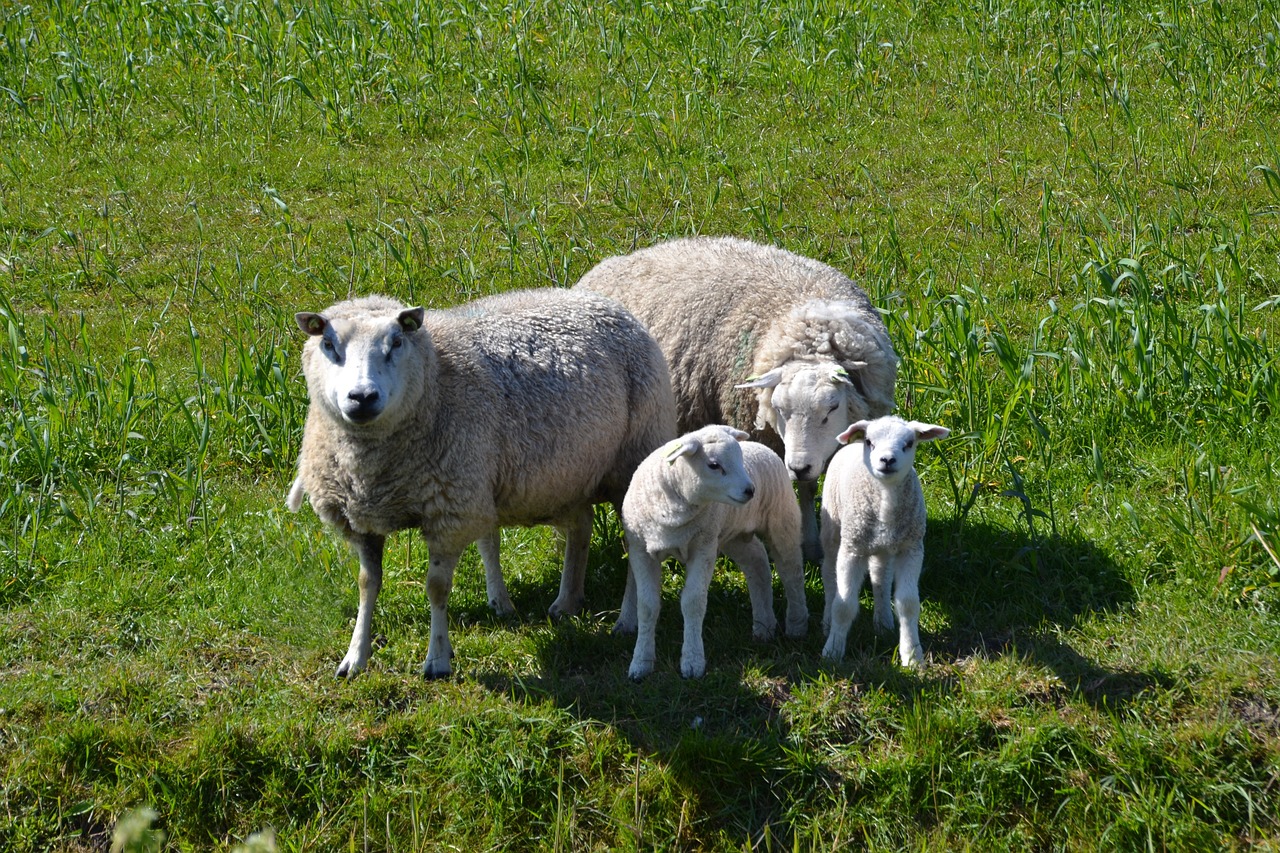 sheep lamb family free photo