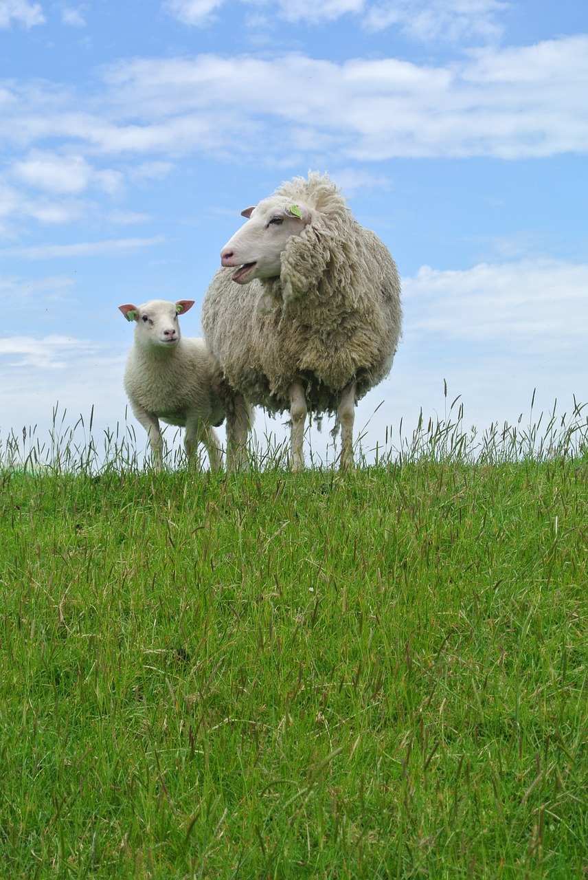 sheep lamb texelschaf free photo