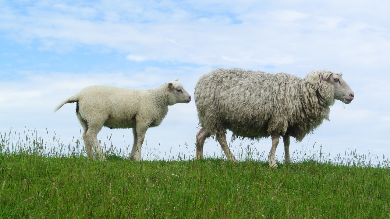 sheep lamb texelschaf free photo