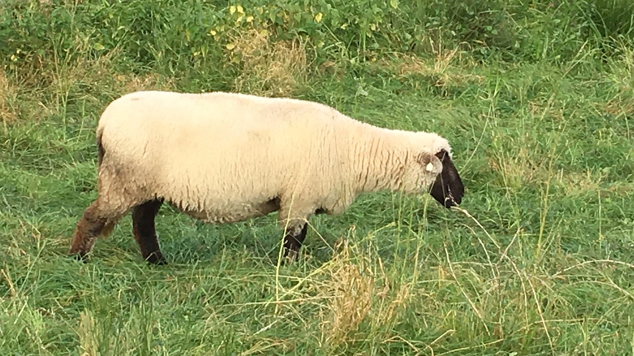 sheep meadow graze free photo