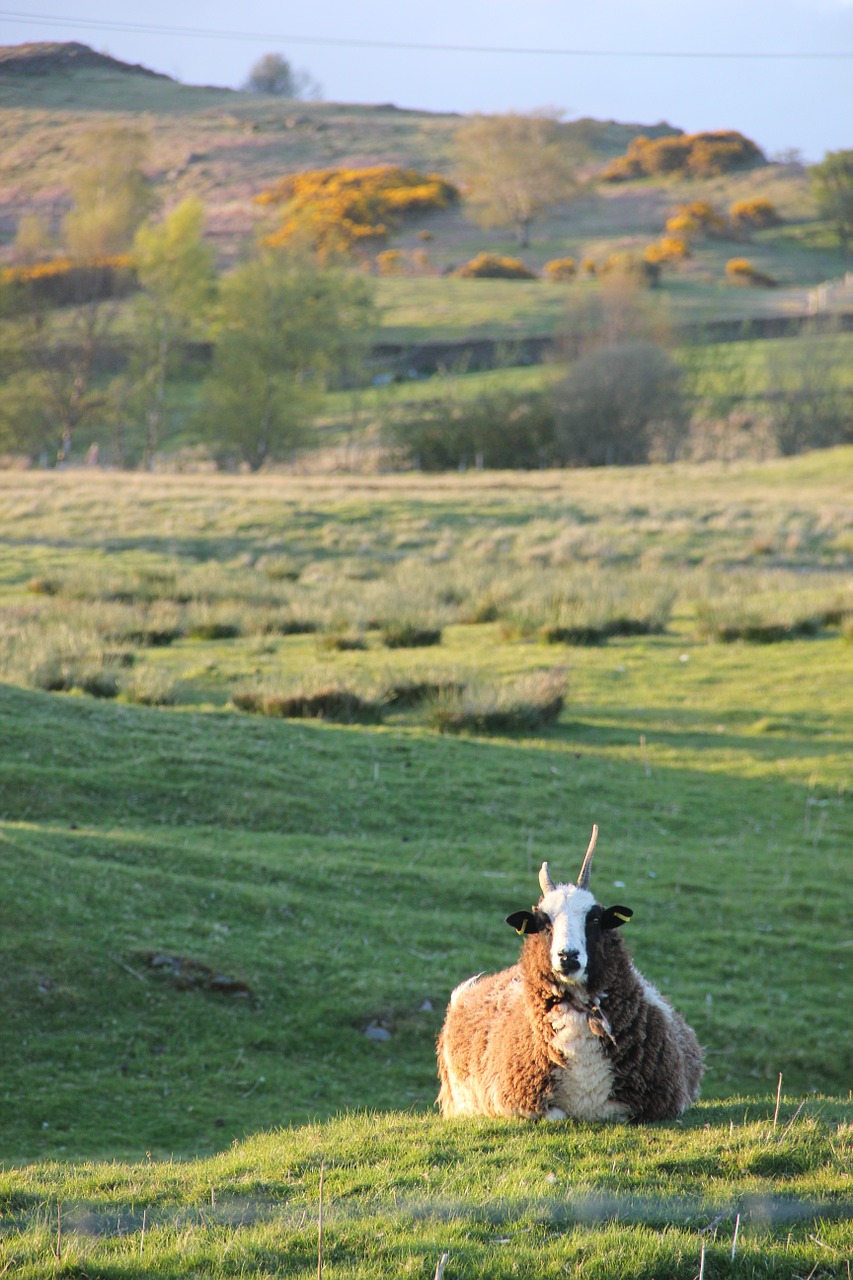 sheep hill outdoor free photo