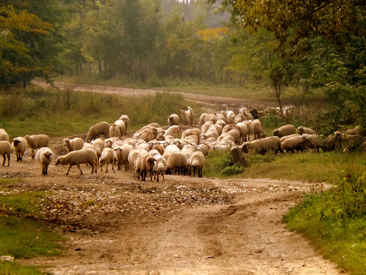 sheep the flock pet free photo