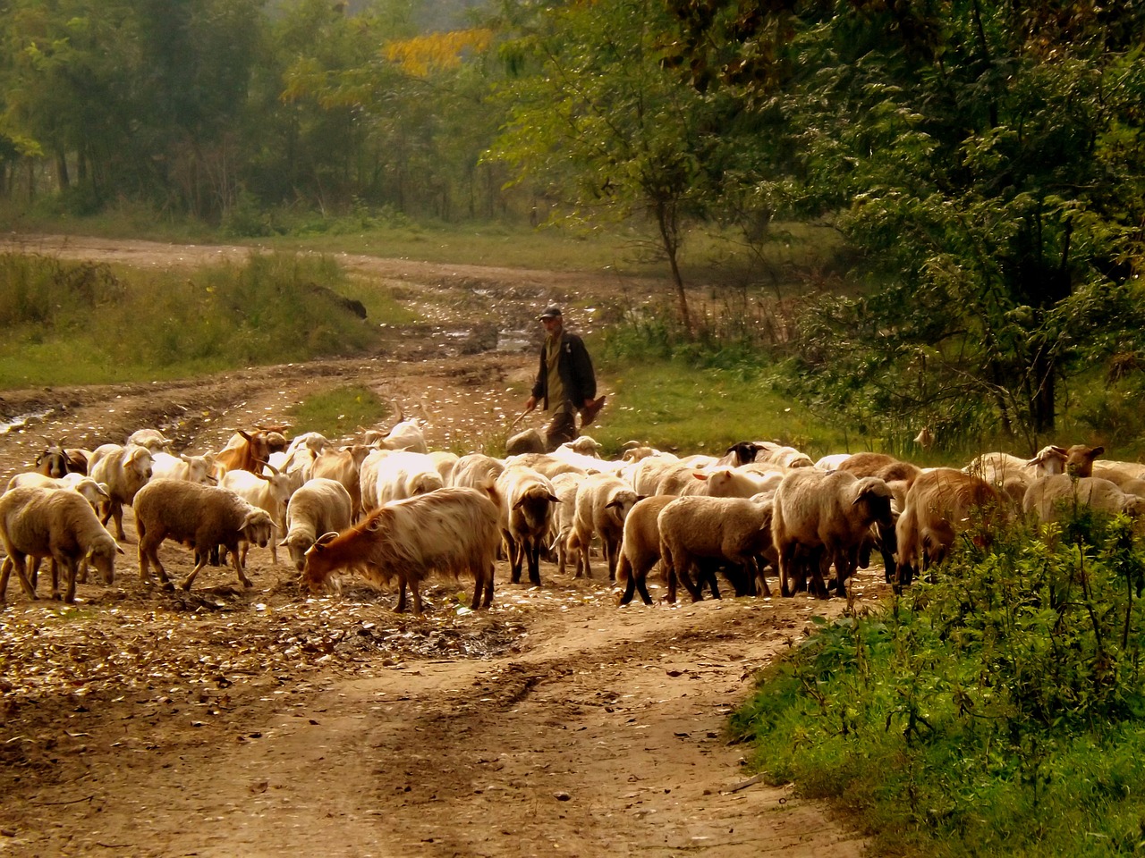 sheep the flock camacho free photo