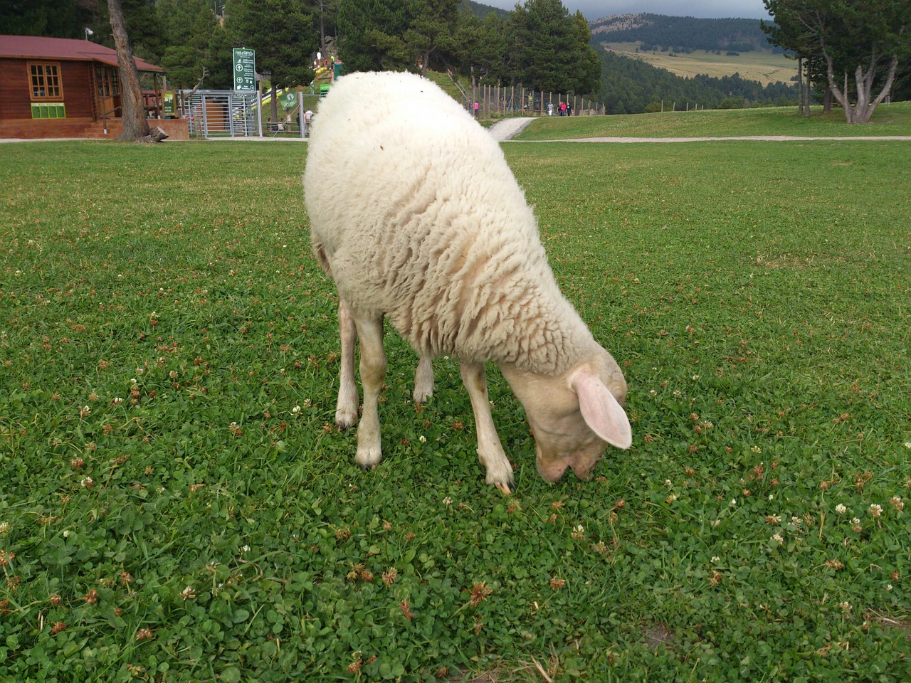 sheep animal livestock free photo